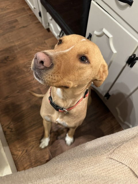Callie McGee *LOCAL*