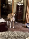 Callie McGee *LOCAL*