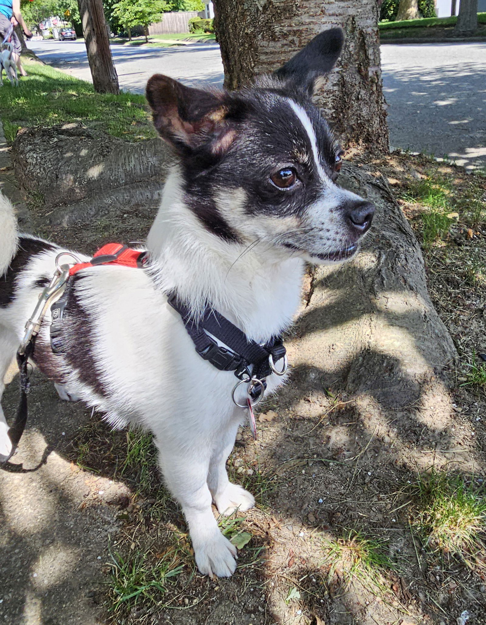 adoptable Dog in Warwick, RI named Spot PVD *LOCAL*