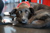 Macy *LOCAL*