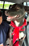 Macy *LOCAL*