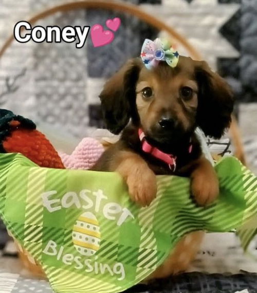 Coney HotDog