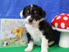 adoptable Dog in , RI named Colt BabyAnimal