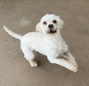 adoptable Dog in , RI named Curley
