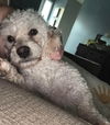 Curley
