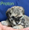 Proton Nucleus