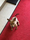 Sparky