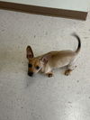 Sparky