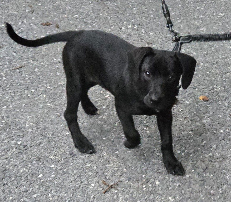 adoptable Dog in Warwick, RI named Apple Butter Turnover *LOCAL*