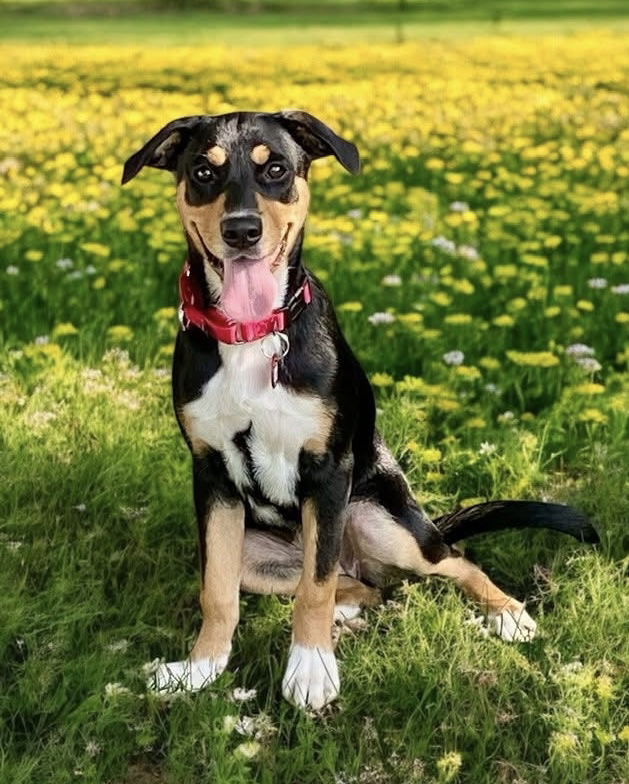 adoptable Dog in Warwick, RI named Tipper Dreamweaver *LOCAL*