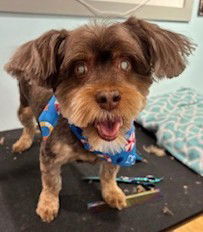 adoptable Dog in Warwick, RI named Twix *LOCAL*