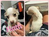 Hatti Havana *LOCAL* - Photo 12