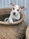 Hatti Havana *LOCAL* - Photo 9