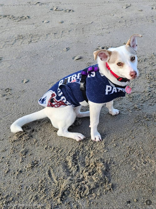 HATTI HAVANA *LOCAL* - Chihuahua / Dachshund available for adoption