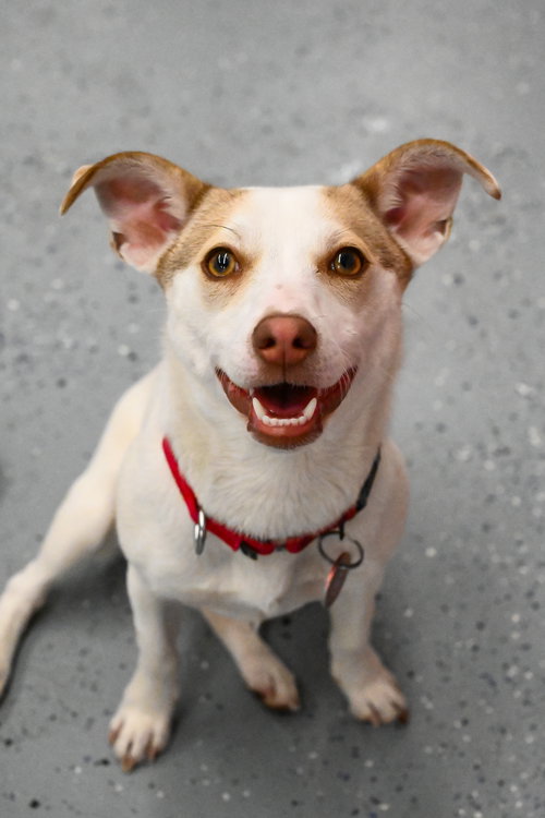 HATTI HAVANA *LOCAL* - Chihuahua / Dachshund available for adoption