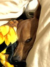 Gomez Adams *LOCAL* - Photo 15