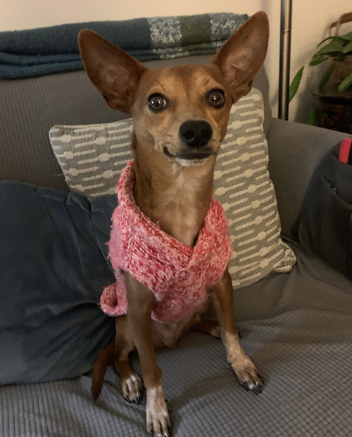 GOMEZ ADAMS *LOCAL* - Chihuahua / Rat Terrier available for adoption