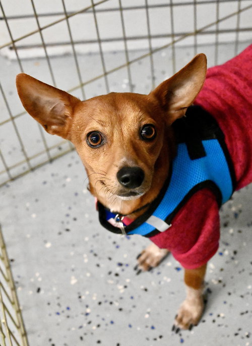 GOMEZ ADAMS *LOCAL* - Chihuahua / Rat Terrier available for adoption