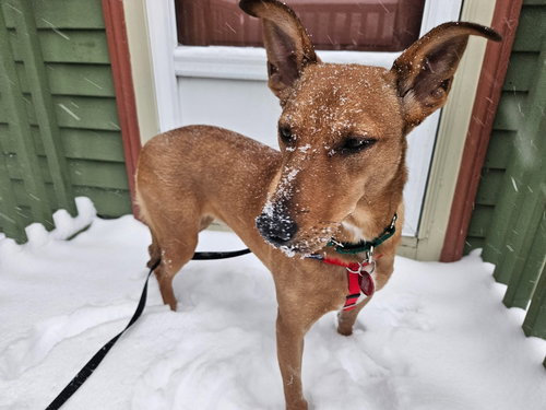 FLORENCE NIGHTINGALE *LOCAL* - Terrier available for adoption