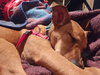 Florence Nightingale *LOCAL* - Photo 4