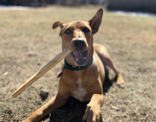 picture of the dog needing adoption