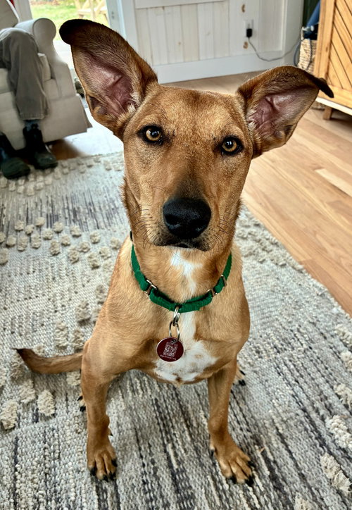 Florence Nightingale *LOCAL*, an adoptable Terrier in Wakefield, RI