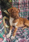 Ryan Trixie *LOCAL* - Photo 8