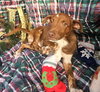 Ryan Trixie *LOCAL* - Photo 9