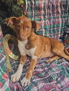 Ryan Trixie *LOCAL* - Photo 10