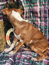 Ryan Trixie *LOCAL* - Photo 12