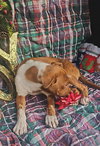 Ryan Trixie *LOCAL* - Photo 15
