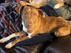 Ryan Trixie *LOCAL* - Photo 5