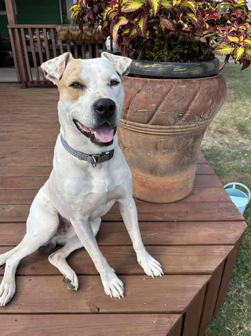 BEN *LOCAL* - American Bulldog / Pit Bull Terrier available for adoption