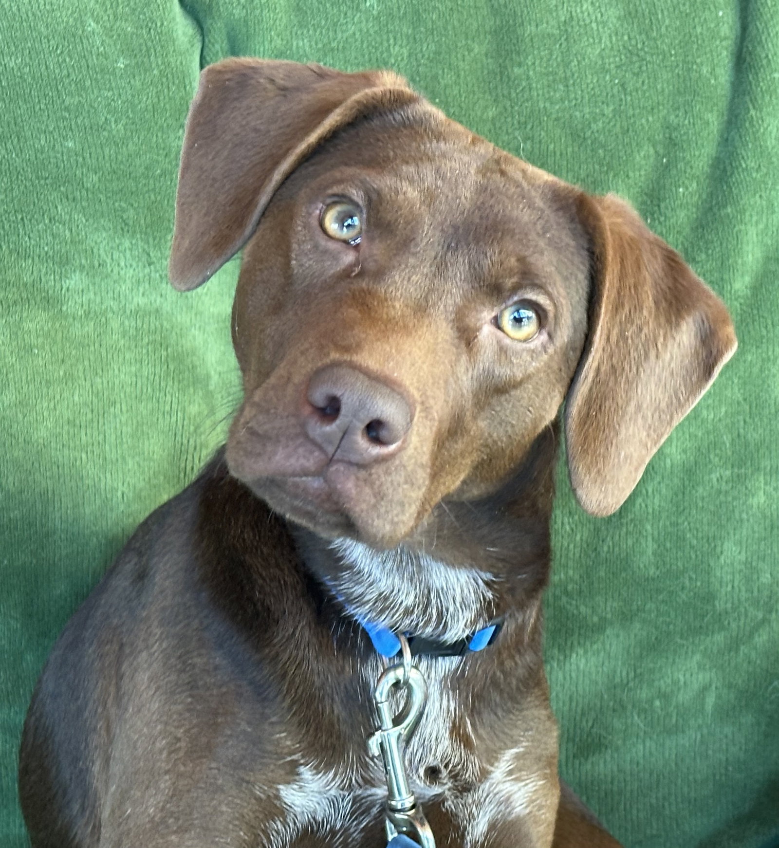 Buddy Ridgewood