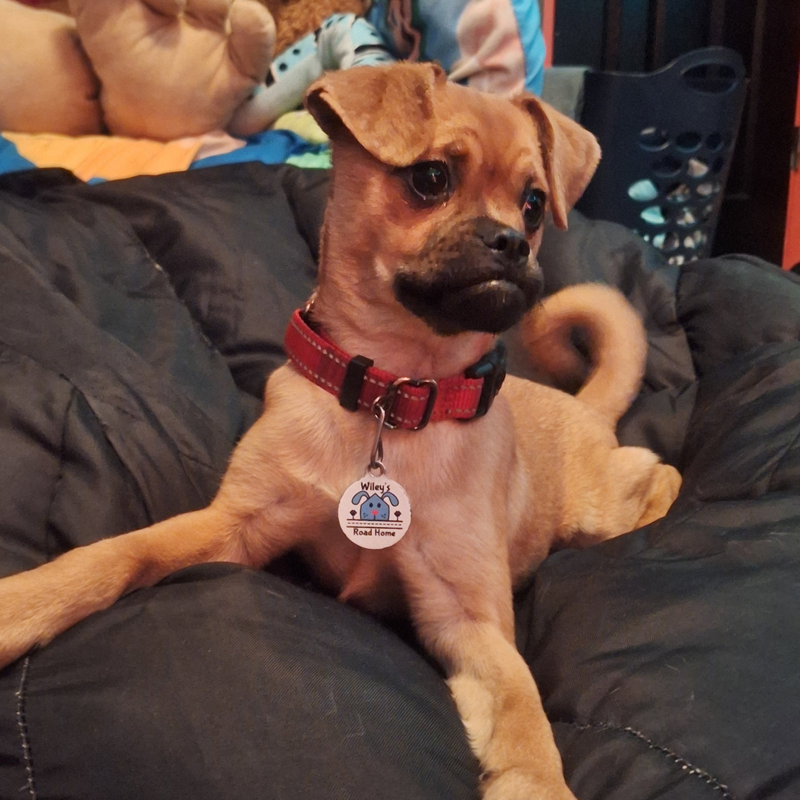 Josie