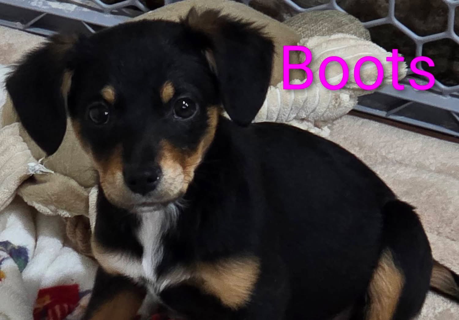 Boots Priceless