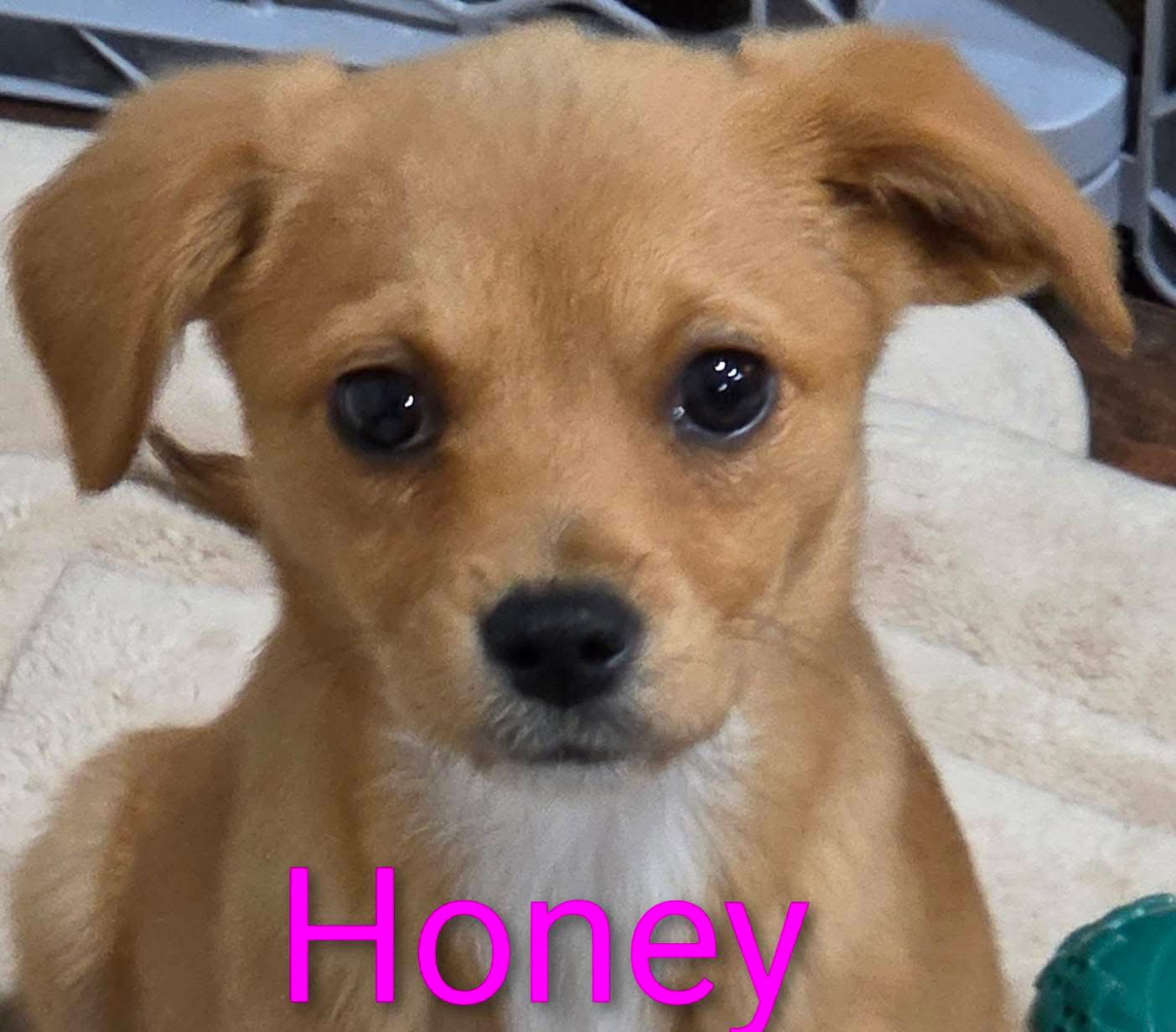Honey Priceless