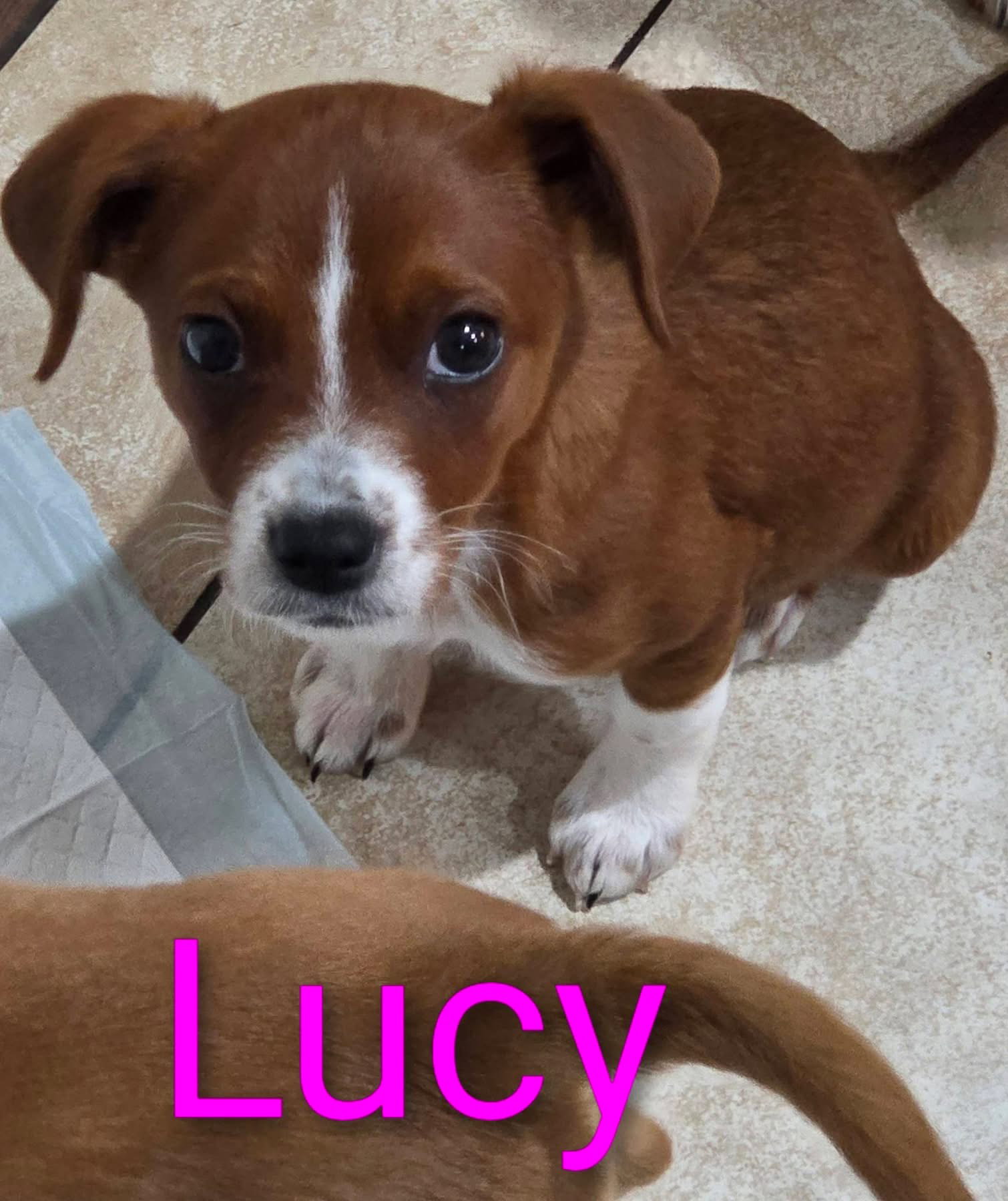 Lucy Priceless