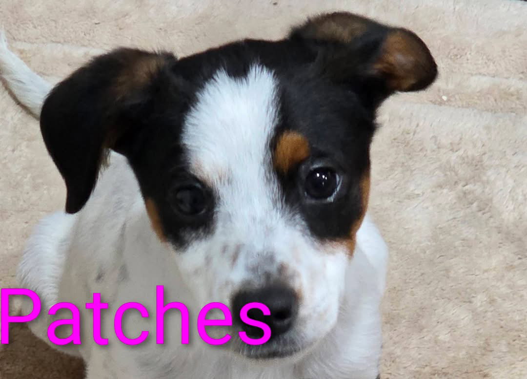 Patches Priceless