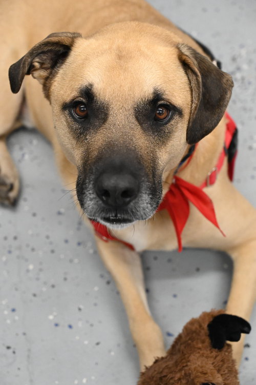 Chester *LOCAL*, an adoptable Black Mouth Cur in Wakefield, RI