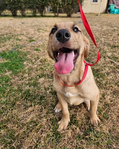 picture of the dog needing adoption