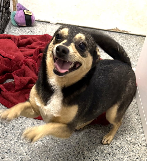 Morticia Adams, an adoptable Chihuahua in Wakefield, RI