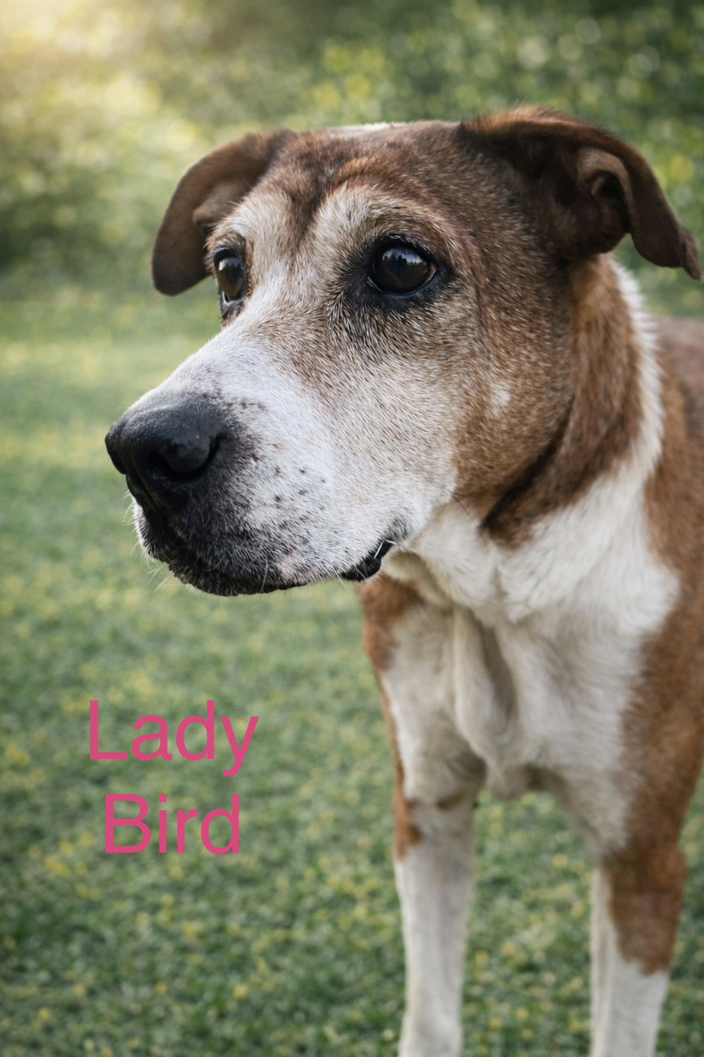 Lady Bird *LOCAL*