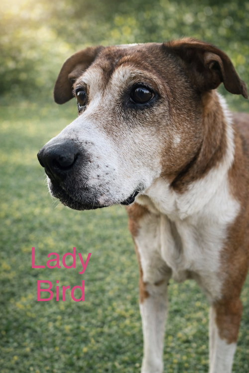 Lady Bird *LOCAL*, an adoptable Boxer in Wakefield, RI
