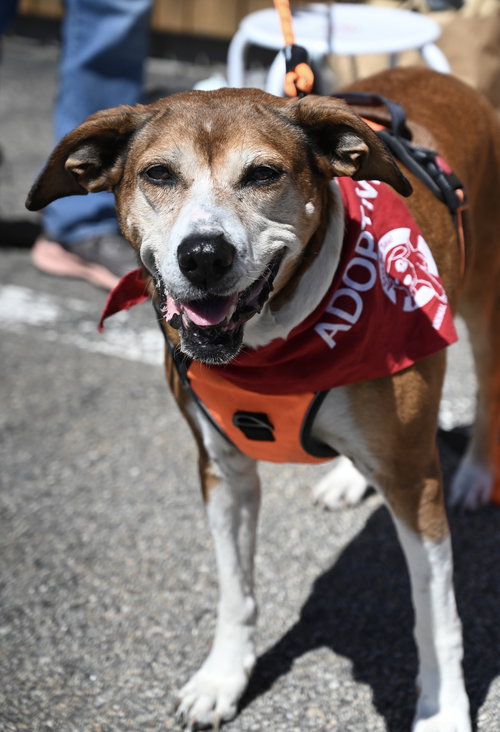 picture of the dog needing adoption