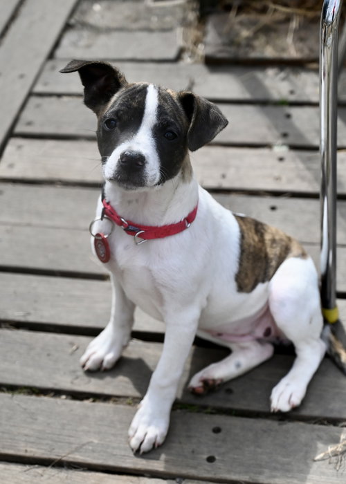 Divinity Calligrace *LOCAL*, an adoptable Boston Terrier in Wakefield, RI
