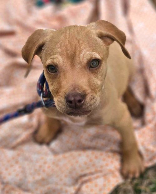 picture of the dog needing adoption