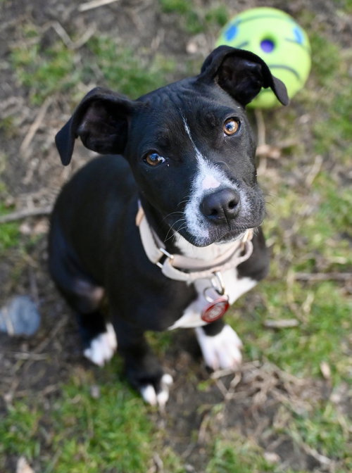 Angel Calligrace *LOCAL*, an adoptable Boston Terrier in Wakefield, RI