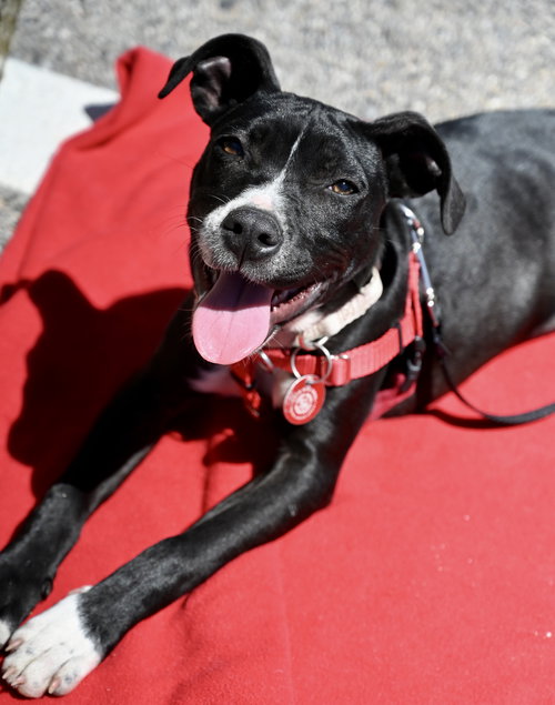picture of the dog needing adoption