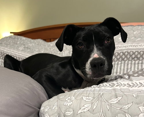 Angel Calligrace *LOCAL*, an adoptable Boston Terrier in Wakefield, RI